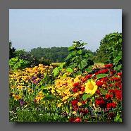 Monarda 'Cambridge Scarlet' + Rudbeckia 'Herbstsonne' (le jardin de la poterie Hillen) www.poterie.fr - 1